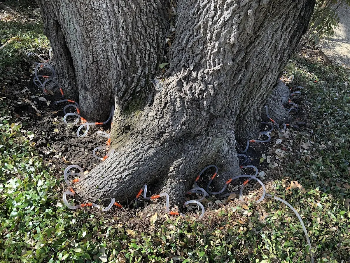 Detailed Tree Cabling and Bracing job site in Bailey