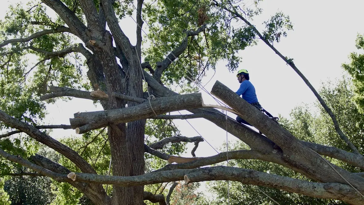 Professional Crown Thinning performed by certified arborists in Bailey
